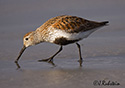 Calidris alpina